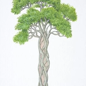Ficus sp. Strangler Fig, wrapped around trunk of host tree
