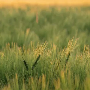 Field of barley (Hordeum vulgare) in afternoon light, Vexin Region, Normandy, France