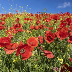 Bright Red Poppies Print