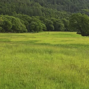 a field of grass and a hill covered in trees in killarney national park in munster region