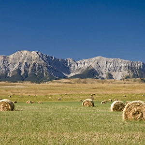 Field of hay bales, Alberta, Canada