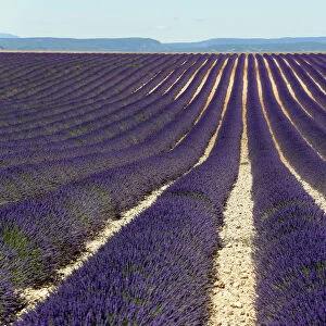 Field of lavender -Lavandula angustifolia-, Valensole, Alpes-de-Haute-Provence, Provence-Alpes-Cote dAzur, France