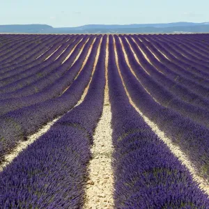 Lavender Field Print, Valensole, France Lavender Field Print, Valensole, France