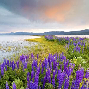 A field of Lupine wildflowers on the north shore of Lake Tahoe at sunset, California