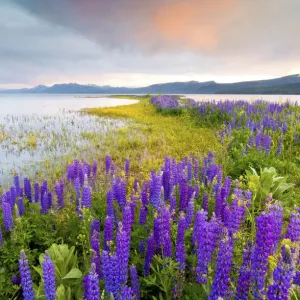 Un campo di fiori di lupino selvatico sulla sponda nord del lago Tahoe al tramonto, California.