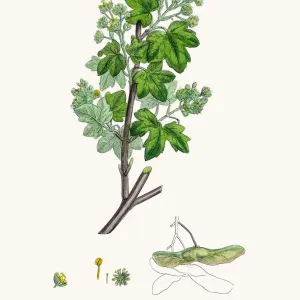 Field Maple Tree Branch Print Field Maple Tree Branch Print