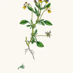 Field pancy plant Field pancy plant