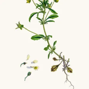 Field pancy plant Field pancy plant