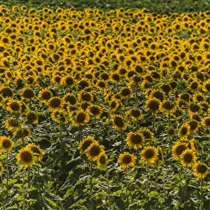 Field of Sunflowers -Helianthus annuus-, Cucuron, Vaucluse, Provence-Alpes-Cote d?Azur, France
