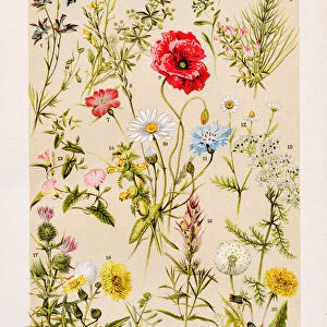 Field Weeds Chromolithography 1899