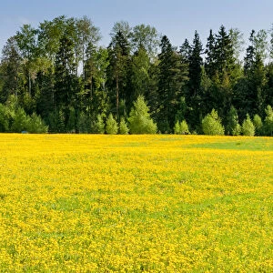 Fields at Varska, Estonia