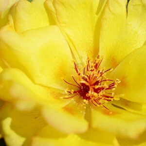 Fig-marigold -Aizoidaceae-, yellow blossom