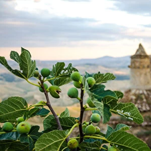 Fig tree in Craco - The ghost town