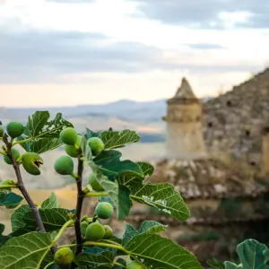 Fig tree in Craco - The ghost town Fig tree in Craco - The ghost town