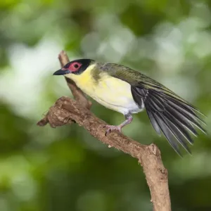 Figbird -Sphecotheres viridis-, male, stretching its wings, rainforest, Daintree National Park, northern Queensland, Australia Figbird -Sphecotheres viridis-, male, stretching its wings, rainforest, Daintree National Park, northern Queensland, Australia