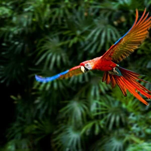 Fight of Macaw