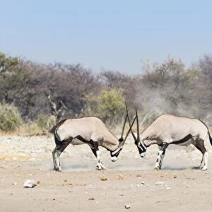 Two fighting Gemsboks -Oryx gazella-, Etosha National Park, Namibia