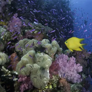 Fiji, yellow damselfish (Stegastes planifrons) beside coral reef Fiji, yellow damselfish (Stegastes planifrons) beside coral reef