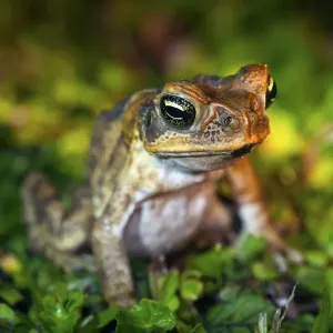 Fijian Ground Frog Print on Fine Art Paper Fijian Ground Frog Print on Fine Art Paper