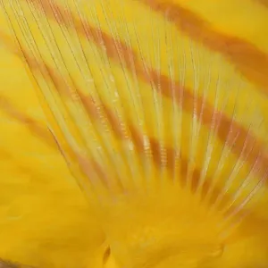 Butterflyfish Fin Print Butterflyfish Fin Print
