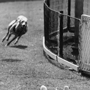 Final Race; Priceless Border Takes His Last Gallop Final Race; Priceless Border Takes His Last Gallop