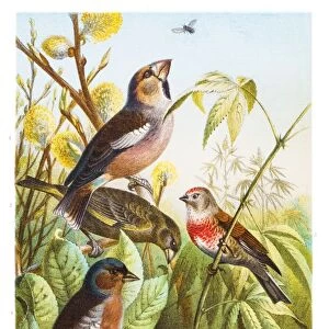 Finch birds illustration 1882