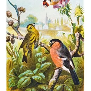 Finch birds illustration 1882