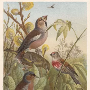 Finches (Fringillidae), lithograph, published in 1882