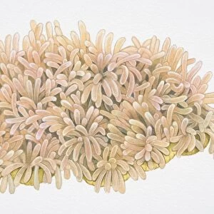 Finger-shaped clusters of Ritters Radianthus or Magnificent Sea Anemone (Heteractis magnifica)