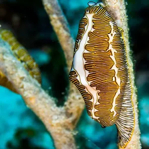 Fingerprint cyphoma Fingerprint cyphoma
