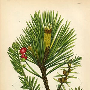 Fir, Scotch Fir, Pine, Juniper, Scotch Pine, Victorian Botanical Illustration