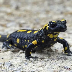 Fire Salamander Print, Baden-Wuerttemberg Landscape Fire Salamander Print, Baden-Wuerttemberg Landscape