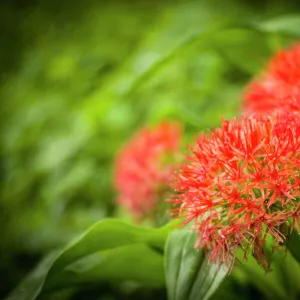 Fireball lily, Scadoxus multiflorus, blooms in the forest zone on Mount Kilimanjaro, Kilimanjaro Region, Tanzania