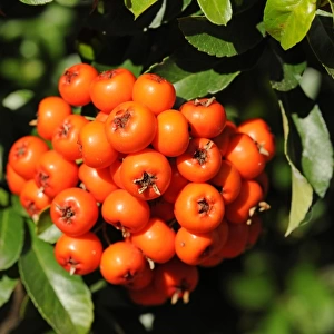 Firethorn or Pyracantha -Pyracantha sp. -, berries growing on the shrub, ornamental plant, Thuringia, Germany