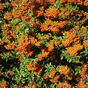 Firethorn or Pyracantha -Pyracantha sp. -, berries growing on the shrub, ornamental plant, Thuringia, Germany