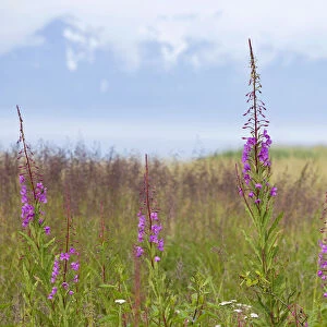 Fireweed or Great Willow-herb -Chamerion angustifolium-, national flower of Alaska, USA, North America
