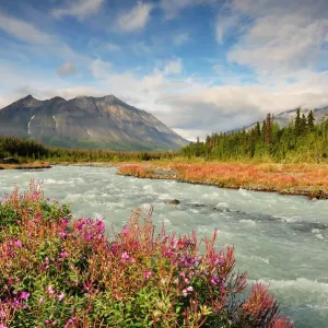 Fireweed along Quill Creek
