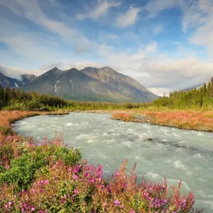 Fireweed along Quill Creek