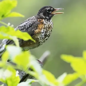 First Year Fledgling Robin Print