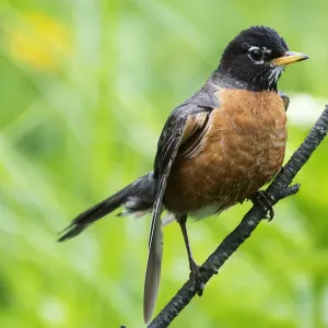 First year fledgling robin First year fledgling robin