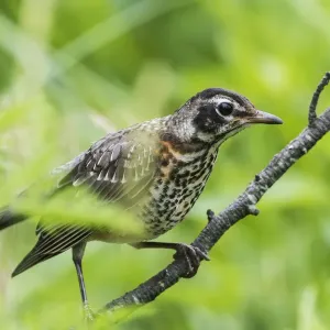 First year fledgling robin First year fledgling robin