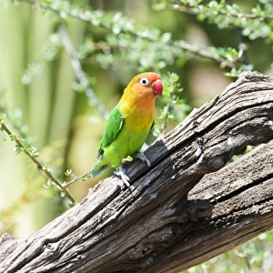 Fischers Lovebird (Agapornis fischeri) perched on dead branch, Ngorongoro Crater Conservation Area