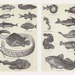 Fish, wood engravings, published in 1897