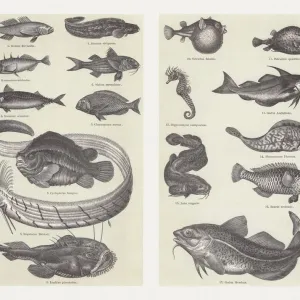 Wood engraving print of a Fahaka pufferfish Wood engraving print of a Fahaka pufferfish