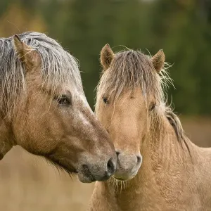 Fjord Horses