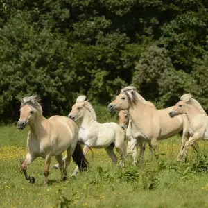 Fjord Horse Print from Bergisch Gladbach-Refrath, North Rhine-Westphalia