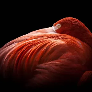 Flamingo Flamingo