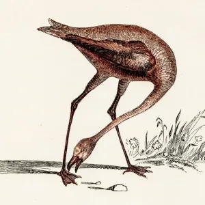 Flamingo bird engraving 1851 Flamingo bird engraving 1851