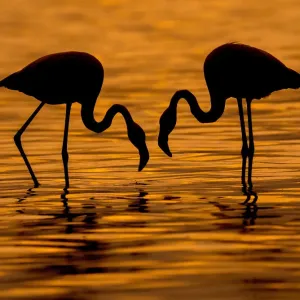 Flamingo Wading Bird Print Flamingo Wading Bird Print