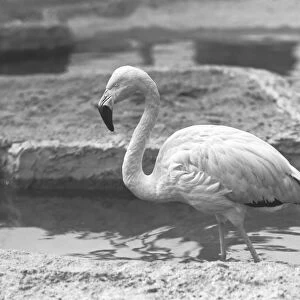 Flamingo wading in water, (B&W)